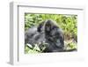 Africa, Rwanda, Volcanoes National Park. Mother mountain gorilla with its young playing on its back-Ellen Goff-Framed Photographic Print
