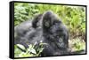 Africa, Rwanda, Volcanoes National Park. Mother mountain gorilla with its young playing on its back-Ellen Goff-Framed Stretched Canvas