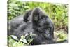 Africa, Rwanda, Volcanoes National Park. Mother mountain gorilla with its young playing on its back-Ellen Goff-Stretched Canvas