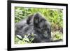 Africa, Rwanda, Volcanoes National Park. Mother mountain gorilla with its young playing on its back-Ellen Goff-Framed Photographic Print