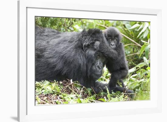 Africa, Rwanda, Volcanoes National Park. Mother mountain gorilla with its young playing on its back-Ellen Goff-Framed Photographic Print