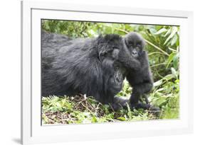 Africa, Rwanda, Volcanoes National Park. Mother mountain gorilla with its young playing on its back-Ellen Goff-Framed Photographic Print