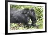 Africa, Rwanda, Volcanoes National Park. Mother mountain gorilla with its young playing on its back-Ellen Goff-Framed Photographic Print