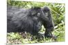 Africa, Rwanda, Volcanoes National Park. Mother mountain gorilla with its young playing on its back-Ellen Goff-Mounted Photographic Print