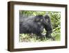 Africa, Rwanda, Volcanoes National Park. Mother mountain gorilla with its young playing on its back-Ellen Goff-Framed Photographic Print