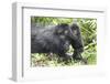 Africa, Rwanda, Volcanoes National Park. Mother mountain gorilla with its young playing on its back-Ellen Goff-Framed Photographic Print