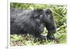 Africa, Rwanda, Volcanoes National Park. Mother mountain gorilla with its young playing on its back-Ellen Goff-Framed Photographic Print