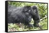 Africa, Rwanda, Volcanoes National Park. Mother mountain gorilla with its young playing on its back-Ellen Goff-Framed Stretched Canvas