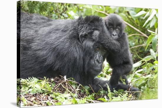 Africa, Rwanda, Volcanoes National Park. Mother mountain gorilla with its young playing on its back-Ellen Goff-Stretched Canvas