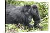 Africa, Rwanda, Volcanoes National Park. Mother mountain gorilla with its young playing on its back-Ellen Goff-Stretched Canvas