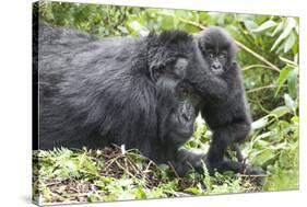 Africa, Rwanda, Volcanoes National Park. Mother mountain gorilla with its young playing on its back-Ellen Goff-Stretched Canvas