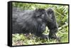 Africa, Rwanda, Volcanoes National Park. Mother mountain gorilla with its young playing on its back-Ellen Goff-Framed Stretched Canvas