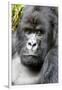 Africa, Rwanda, Volcanoes National Park. Portrait of a silverback mountain gorilla.-Ellen Goff-Framed Photographic Print