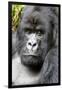 Africa, Rwanda, Volcanoes National Park. Portrait of a silverback mountain gorilla.-Ellen Goff-Framed Photographic Print