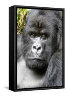 Africa, Rwanda, Volcanoes National Park. Portrait of a silverback mountain gorilla.-Ellen Goff-Framed Stretched Canvas