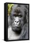 Africa, Rwanda, Volcanoes National Park. Portrait of a silverback mountain gorilla.-Ellen Goff-Framed Stretched Canvas