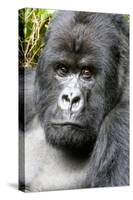 Africa, Rwanda, Volcanoes National Park. Portrait of a silverback mountain gorilla.-Ellen Goff-Stretched Canvas