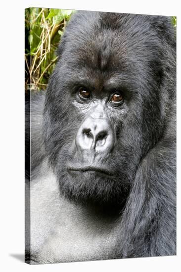 Africa, Rwanda, Volcanoes National Park. Portrait of a silverback mountain gorilla.-Ellen Goff-Stretched Canvas