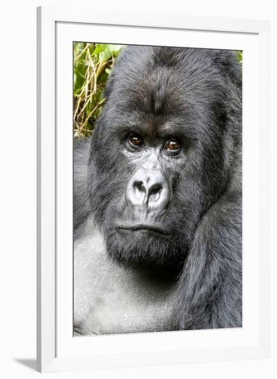 Africa, Rwanda, Volcanoes National Park. Portrait of a silverback mountain gorilla.-Ellen Goff-Framed Photographic Print