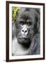 Africa, Rwanda, Volcanoes National Park. Portrait of a silverback mountain gorilla.-Ellen Goff-Framed Photographic Print