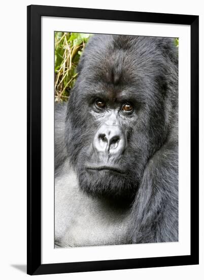 Africa, Rwanda, Volcanoes National Park. Portrait of a silverback mountain gorilla.-Ellen Goff-Framed Photographic Print