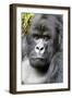 Africa, Rwanda, Volcanoes National Park. Portrait of a silverback mountain gorilla.-Ellen Goff-Framed Photographic Print