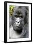 Africa, Rwanda, Volcanoes National Park. Portrait of a silverback mountain gorilla.-Ellen Goff-Framed Photographic Print