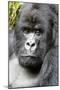 Africa, Rwanda, Volcanoes National Park. Portrait of a silverback mountain gorilla.-Ellen Goff-Mounted Photographic Print