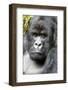 Africa, Rwanda, Volcanoes National Park. Portrait of a silverback mountain gorilla.-Ellen Goff-Framed Photographic Print