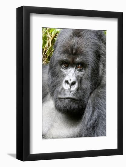 Africa, Rwanda, Volcanoes National Park. Portrait of a silverback mountain gorilla.-Ellen Goff-Framed Photographic Print