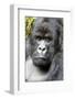 Africa, Rwanda, Volcanoes National Park. Portrait of a silverback mountain gorilla.-Ellen Goff-Framed Photographic Print