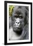 Africa, Rwanda, Volcanoes National Park. Portrait of a silverback mountain gorilla.-Ellen Goff-Framed Photographic Print