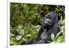 Africa, Rwanda, Volcanoes National Park. Portrait of a silverback mountain gorilla.-Ellen Goff-Framed Photographic Print