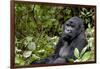 Africa, Rwanda, Volcanoes National Park. Portrait of a silverback mountain gorilla.-Ellen Goff-Framed Photographic Print