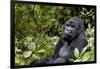 Africa, Rwanda, Volcanoes National Park. Portrait of a silverback mountain gorilla.-Ellen Goff-Framed Photographic Print