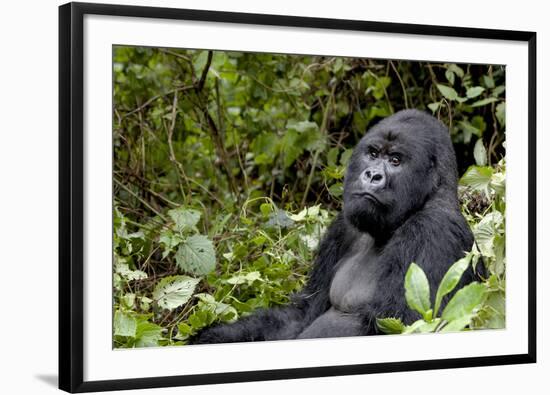 Africa, Rwanda, Volcanoes National Park. Portrait of a silverback mountain gorilla.-Ellen Goff-Framed Photographic Print