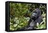 Africa, Rwanda, Volcanoes National Park. Portrait of a silverback mountain gorilla.-Ellen Goff-Framed Stretched Canvas