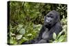 Africa, Rwanda, Volcanoes National Park. Portrait of a silverback mountain gorilla.-Ellen Goff-Stretched Canvas