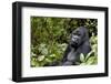 Africa, Rwanda, Volcanoes National Park. Portrait of a silverback mountain gorilla.-Ellen Goff-Framed Photographic Print