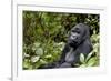 Africa, Rwanda, Volcanoes National Park. Portrait of a silverback mountain gorilla.-Ellen Goff-Framed Photographic Print