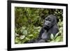 Africa, Rwanda, Volcanoes National Park. Portrait of a silverback mountain gorilla.-Ellen Goff-Framed Photographic Print