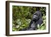 Africa, Rwanda, Volcanoes National Park. Portrait of a silverback mountain gorilla.-Ellen Goff-Framed Photographic Print