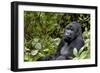 Africa, Rwanda, Volcanoes National Park. Portrait of a silverback mountain gorilla.-Ellen Goff-Framed Photographic Print