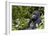 Africa, Rwanda, Volcanoes National Park. Portrait of a silverback mountain gorilla.-Ellen Goff-Framed Photographic Print