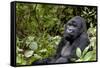 Africa, Rwanda, Volcanoes National Park. Portrait of a silverback mountain gorilla.-Ellen Goff-Framed Stretched Canvas