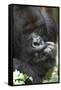 Africa, Rwanda, Volcanoes National Park. Portrait of a silverback mountain gorilla.-Ellen Goff-Framed Stretched Canvas