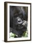 Africa, Rwanda, Volcanoes National Park. Portrait of a silverback mountain gorilla.-Ellen Goff-Framed Photographic Print