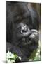 Africa, Rwanda, Volcanoes National Park. Portrait of a silverback mountain gorilla.-Ellen Goff-Mounted Photographic Print