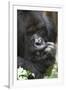 Africa, Rwanda, Volcanoes National Park. Portrait of a silverback mountain gorilla.-Ellen Goff-Framed Photographic Print