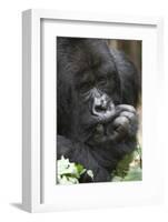 Africa, Rwanda, Volcanoes National Park. Portrait of a silverback mountain gorilla.-Ellen Goff-Framed Photographic Print